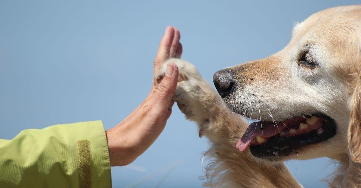 Borsa Protettiva Per Cani Disabili - Sacca Antigraffio Per Arti Posteriori, Taglia M - Foto 8