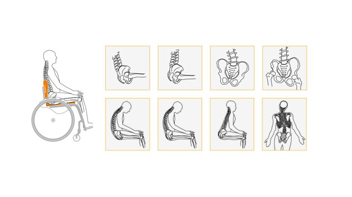 Pelvic & Spinal Postures