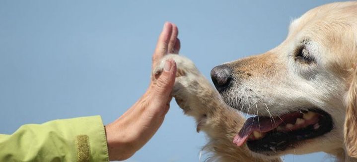 Pet Therapy, la terapia assistita con gli animali